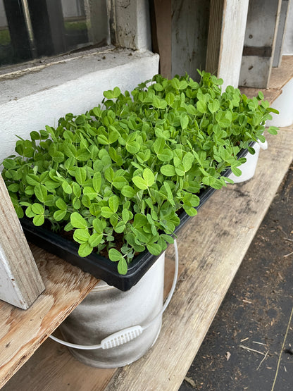 Pea Shoot Microgreens (4 oz)