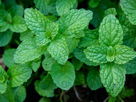Peppermint (1 oz)