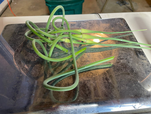 Garlic Scapes (bunch)