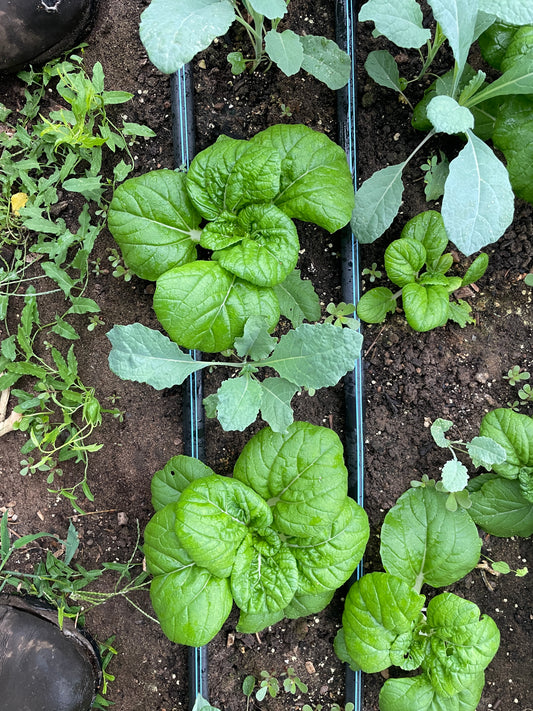 Bok Choi (8 oz)