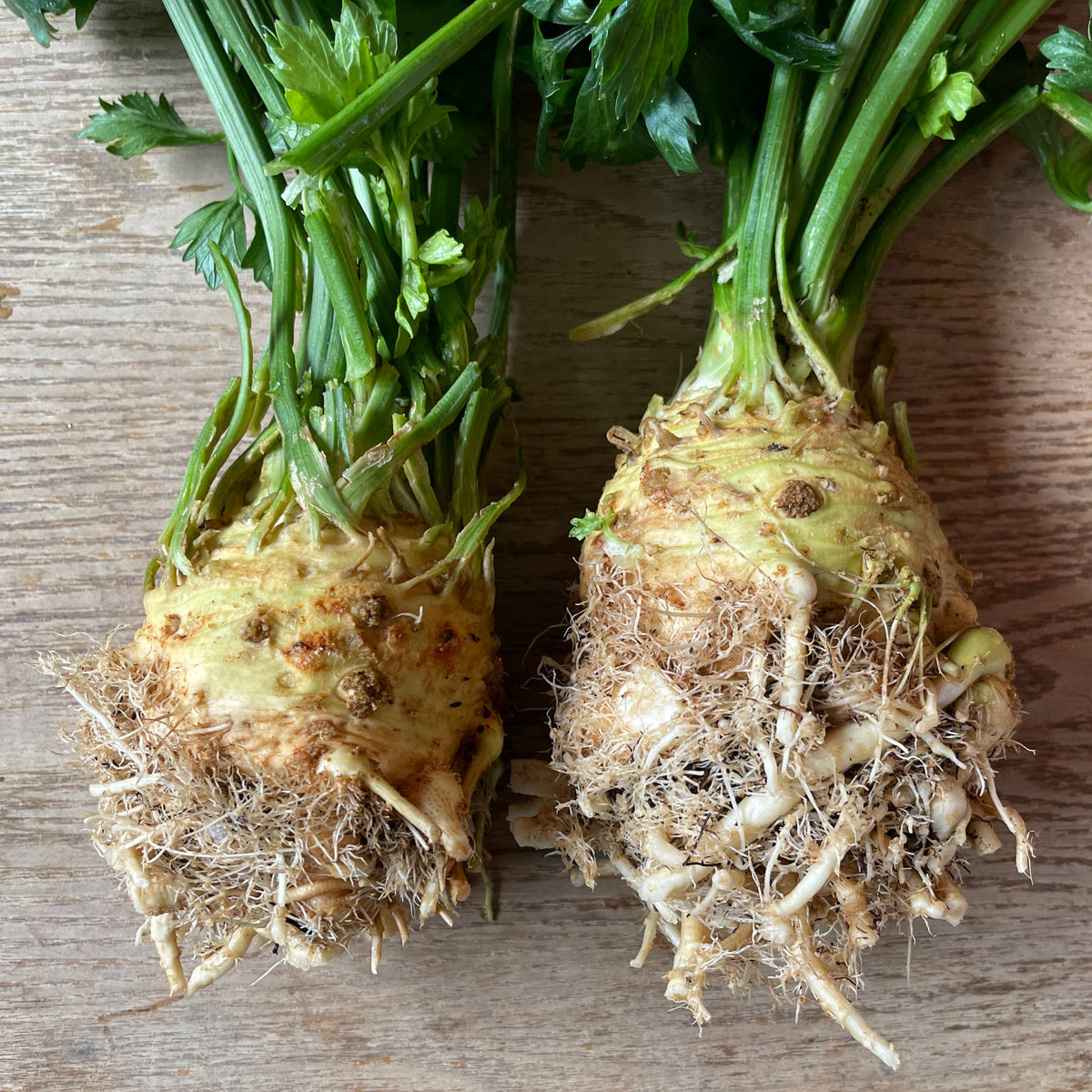 Celery Root (ea)