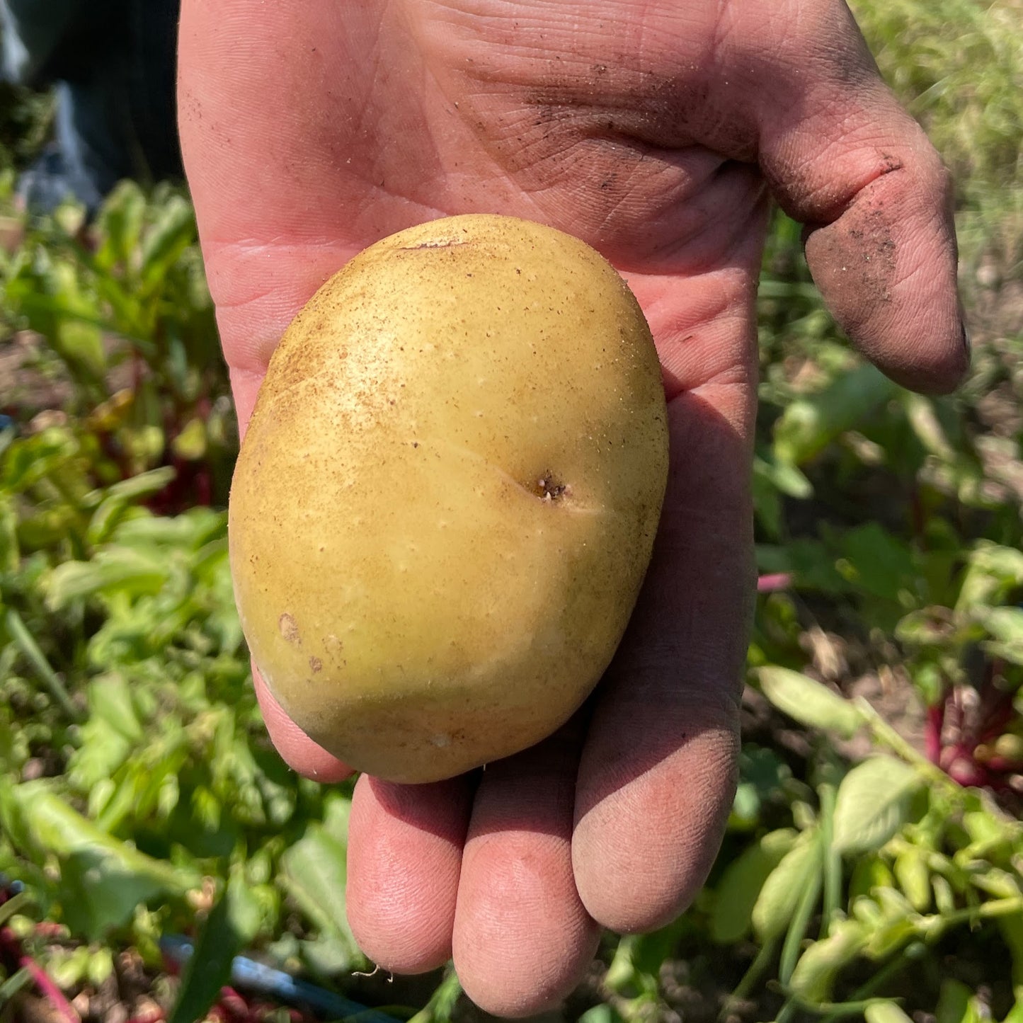 Potato - Yukon Gold (per 2 lbs)
