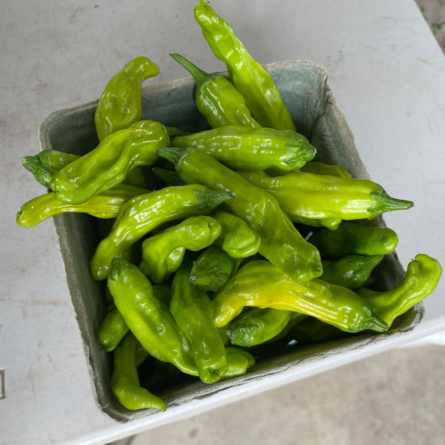Shishito Peppers (8 oz)