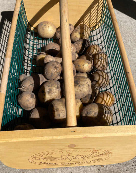 Potato - Yukon Gold (per 2 lbs)