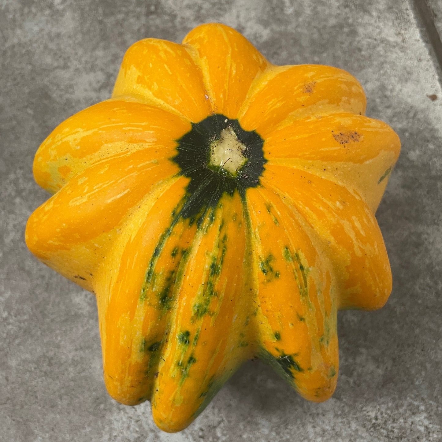 Squash (ea)