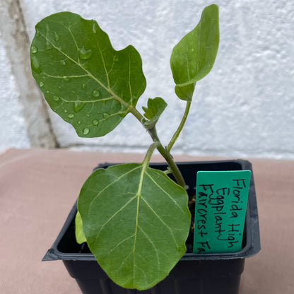 Eggplant Seedlings