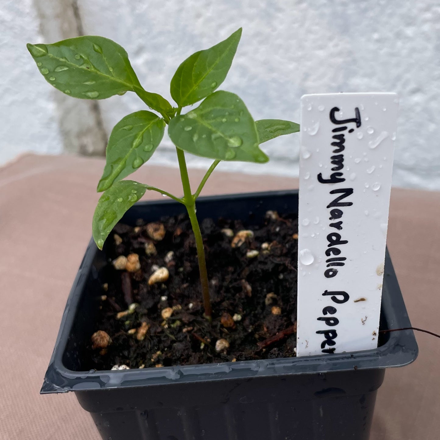 Pepper Seedlings