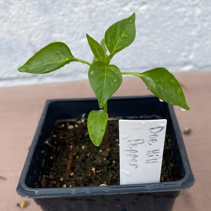 Pepper Seedlings