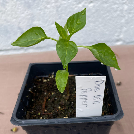 Pepper Seedlings