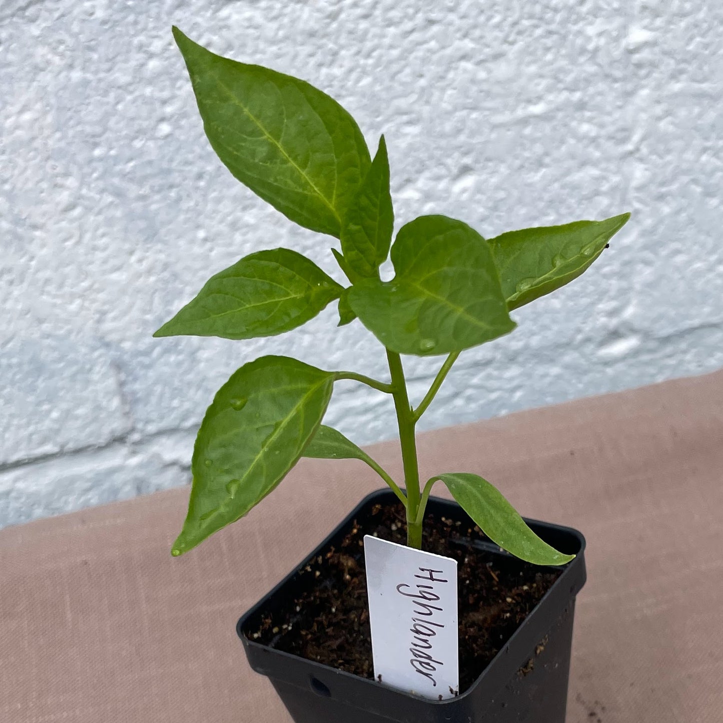 Pepper Seedlings
