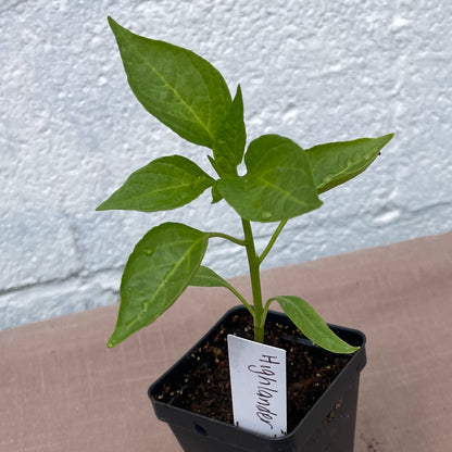 Pepper Seedlings