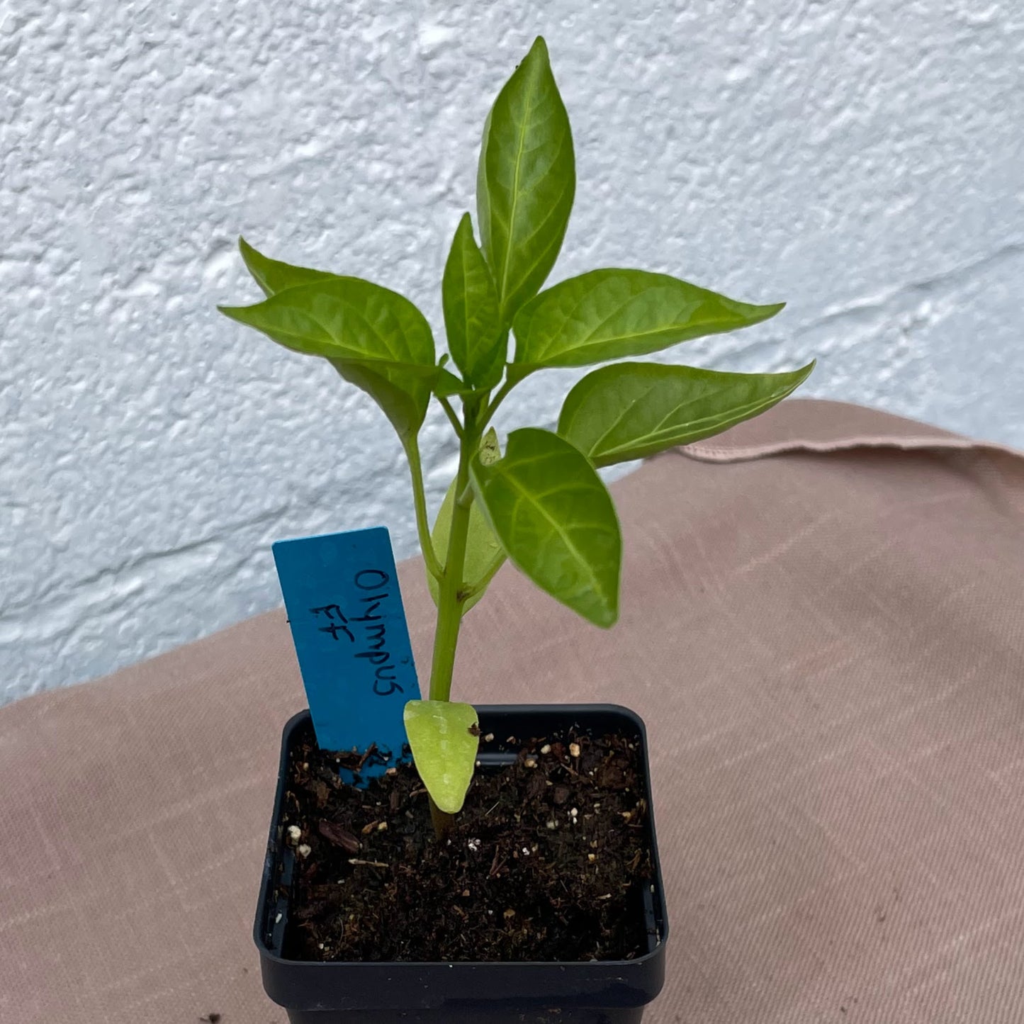 Pepper Seedlings