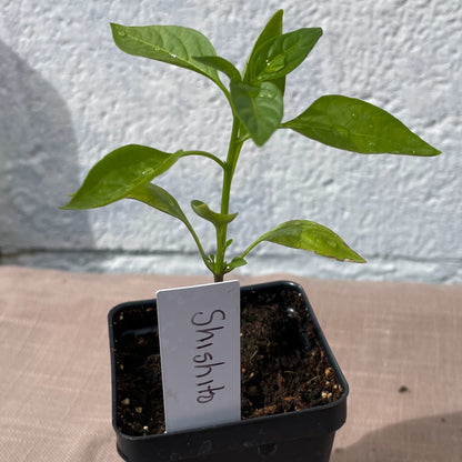 Pepper Seedlings