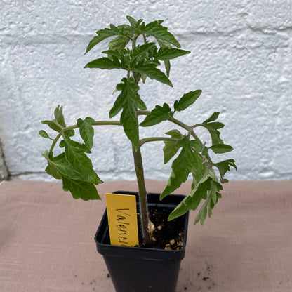 Tomato Seedlings