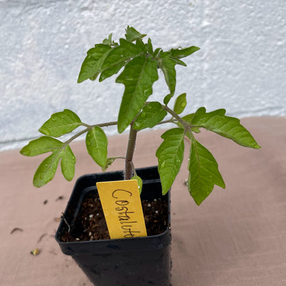 Tomato Seedlings