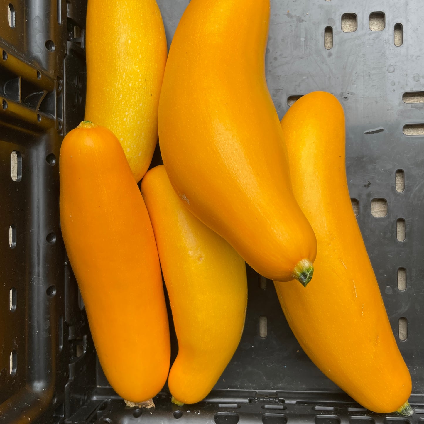 Squash (ea)