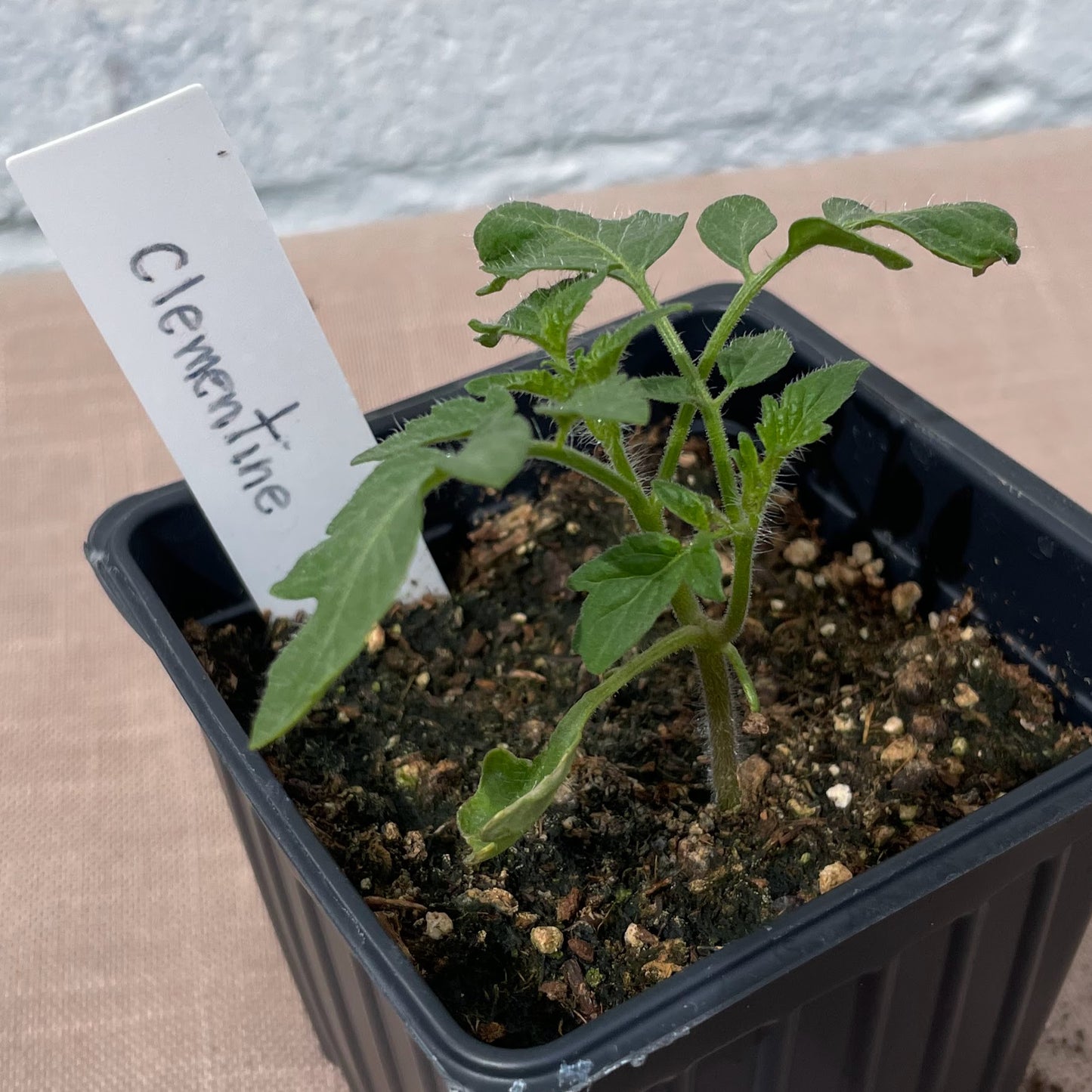 Tomato Seedlings