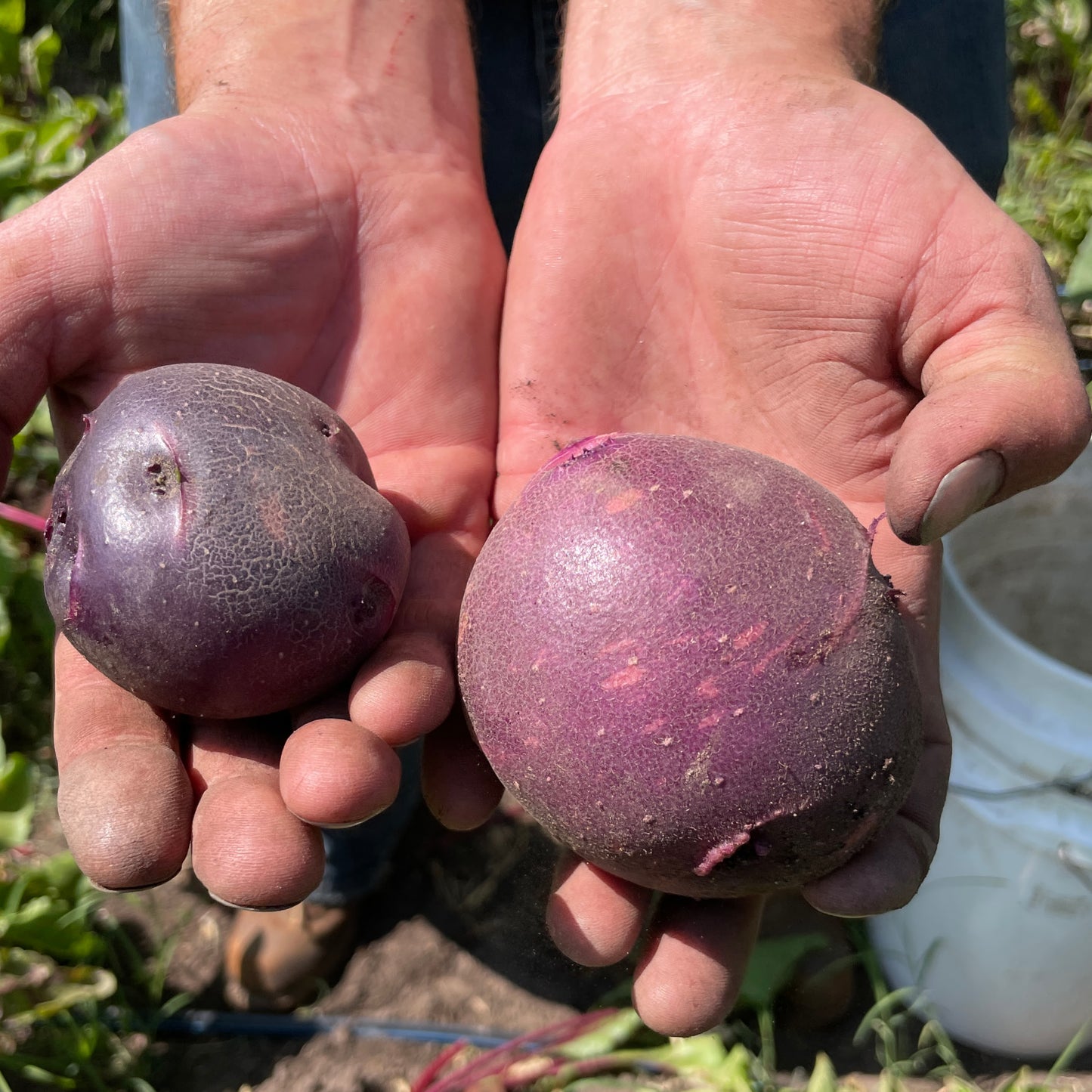 Potato - Purple Viking (per 2 lbs)