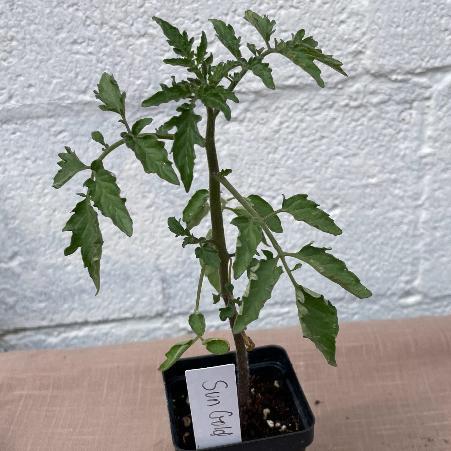 Tomato Seedlings