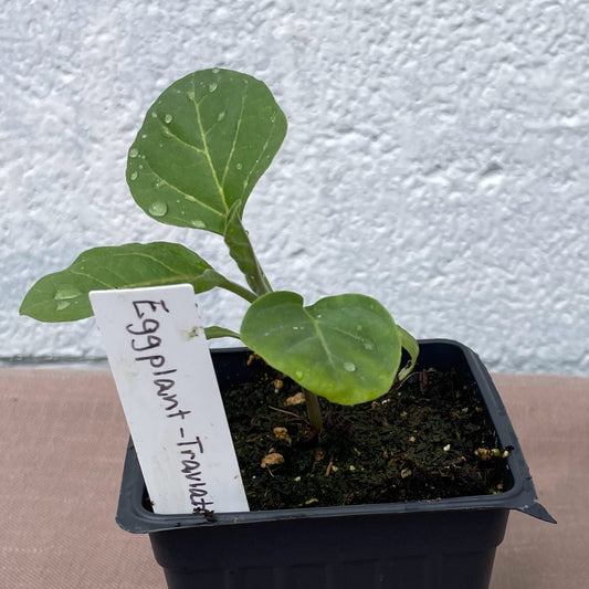 Eggplant Seedlings
