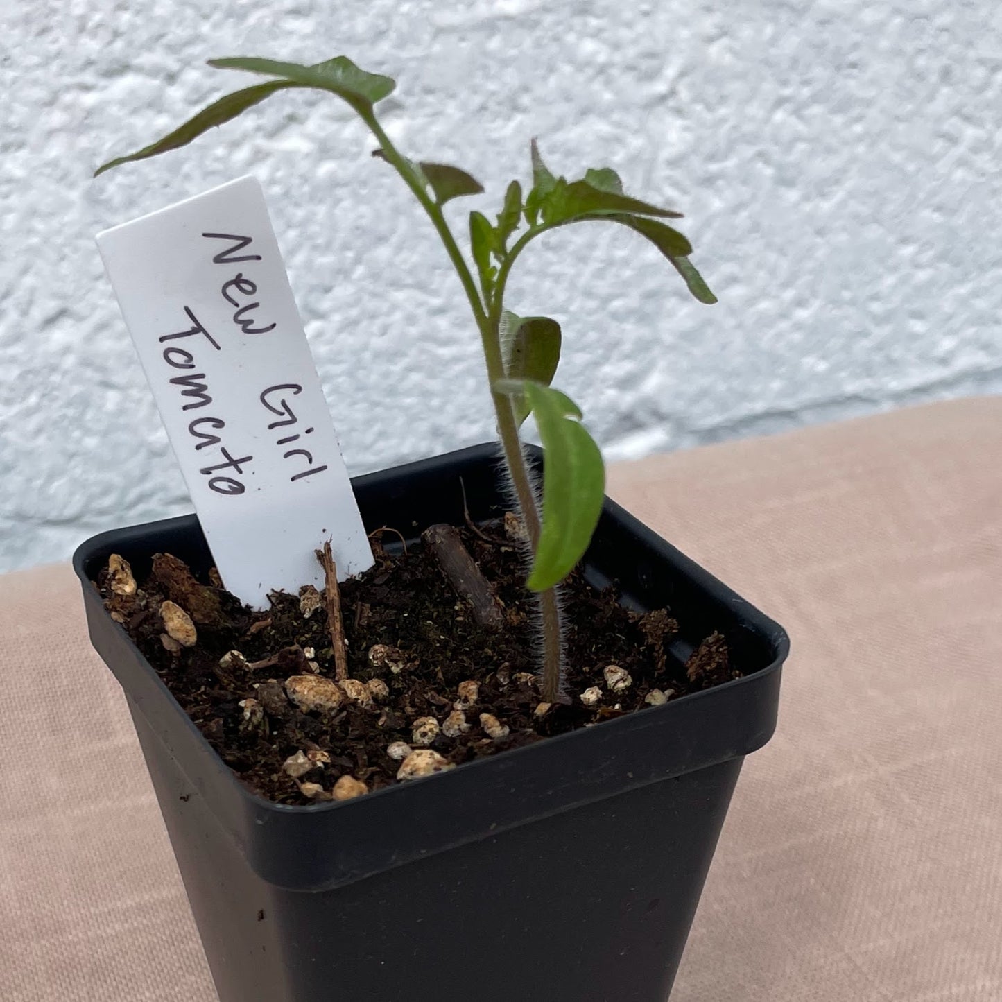 Tomato Seedlings