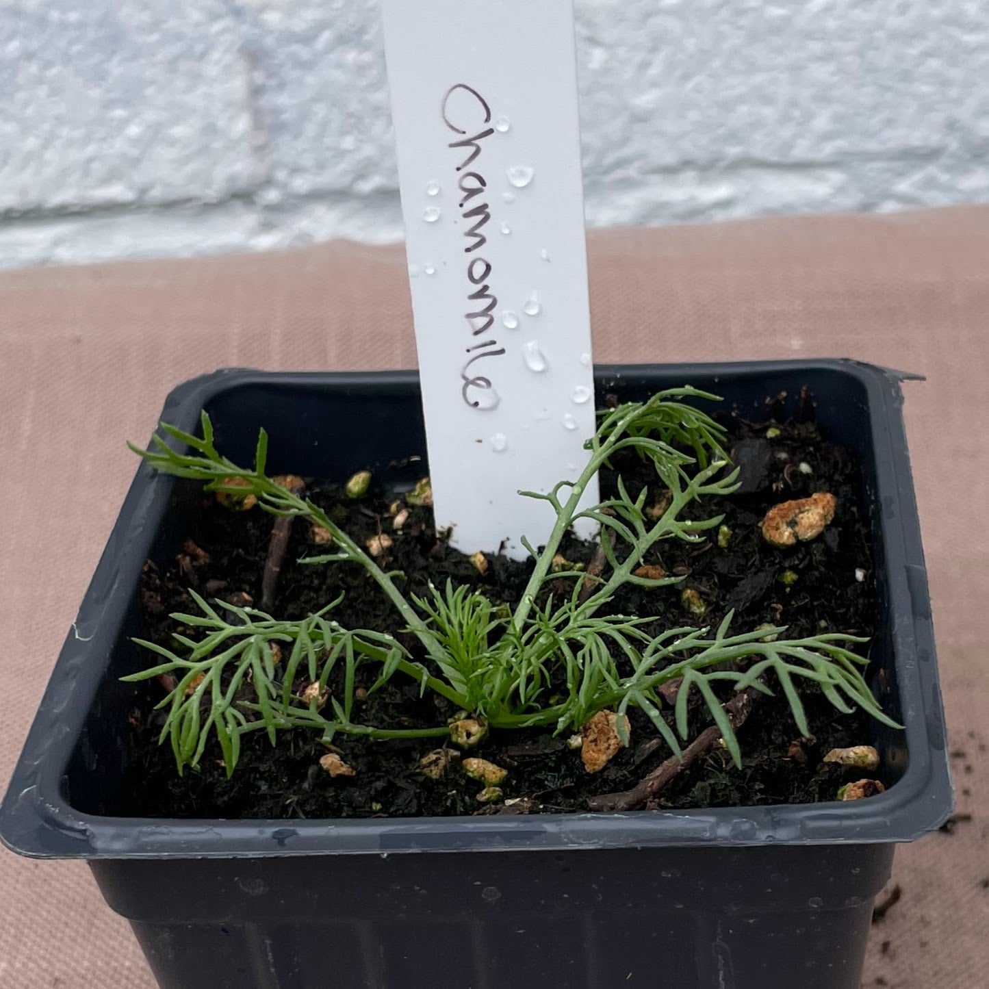 Herb Seedlings