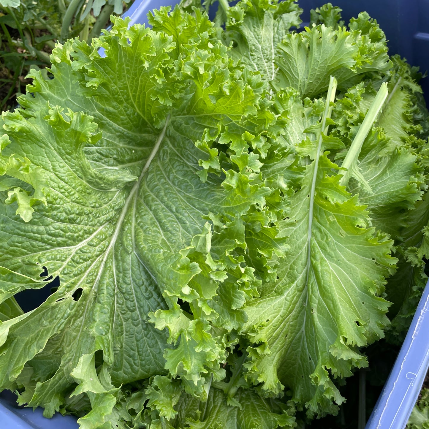 Mustard Greens (8 oz)