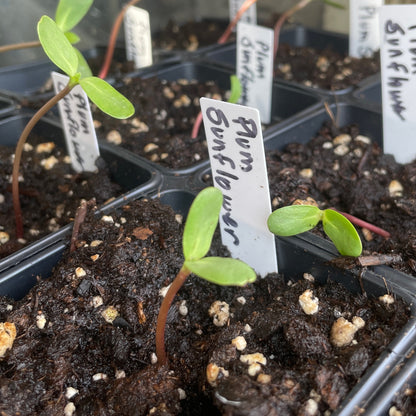 Flower Seedlings