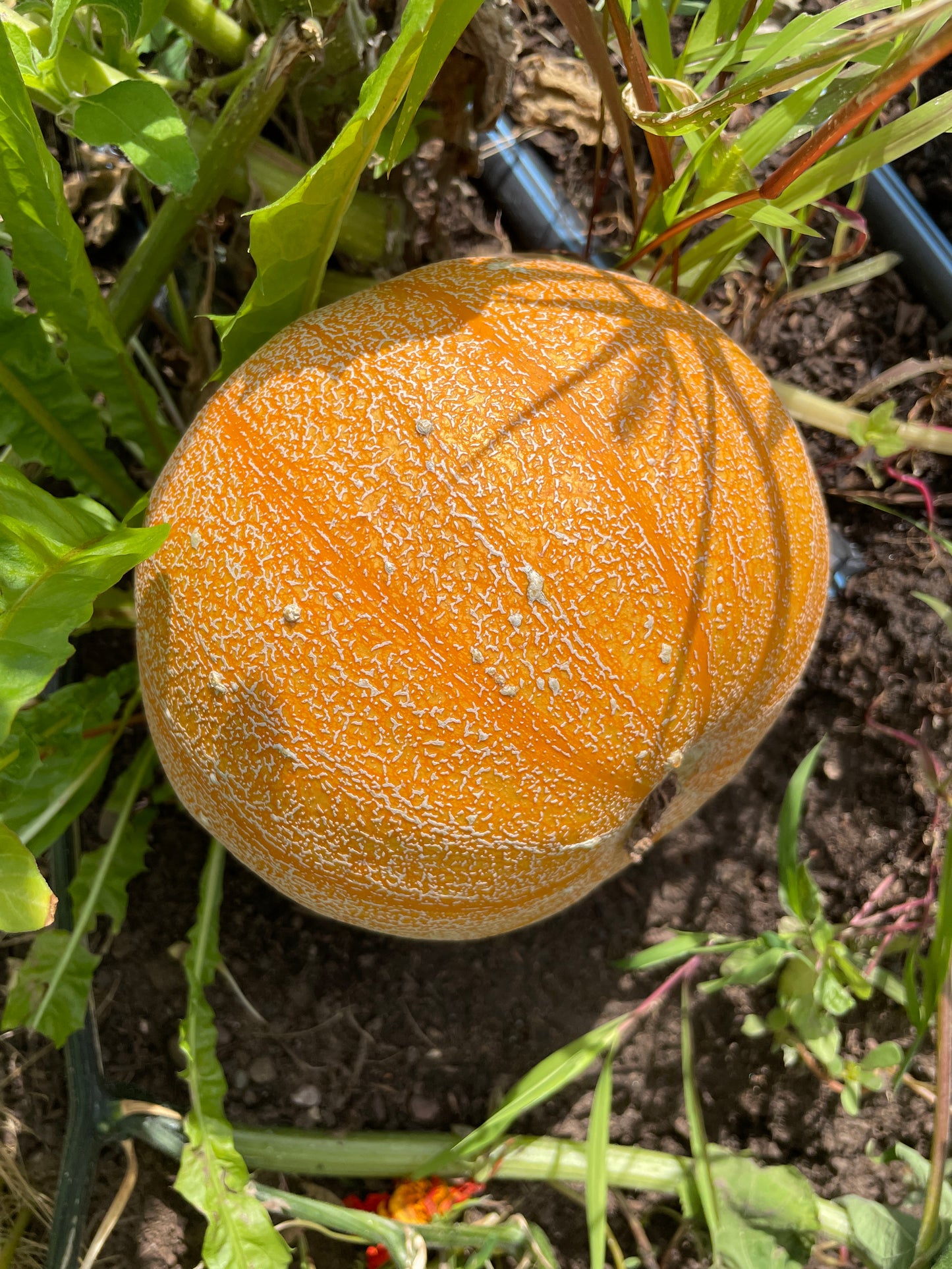 Squash-Pumpkin Seedlings