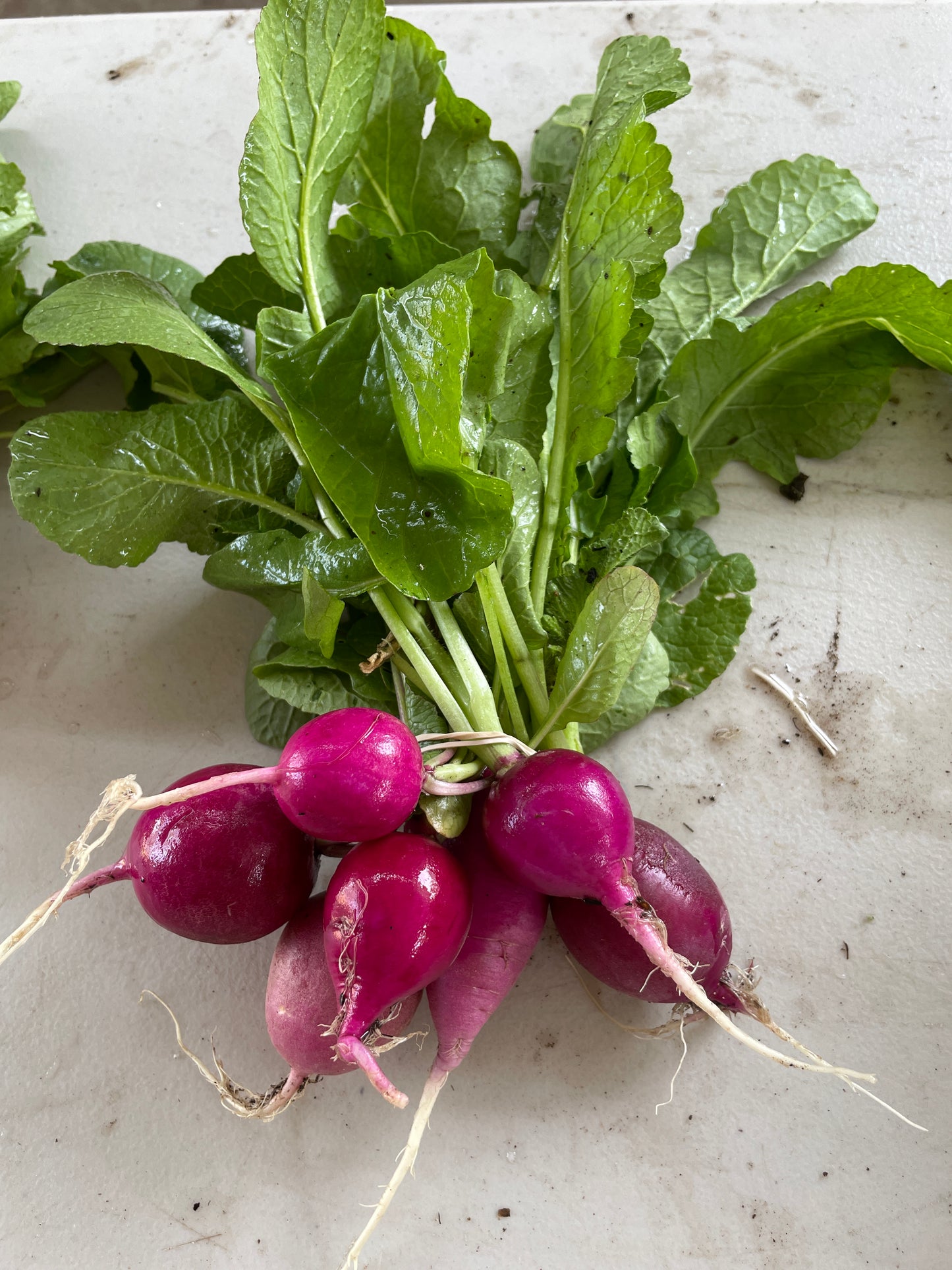 Radishes (bunch)