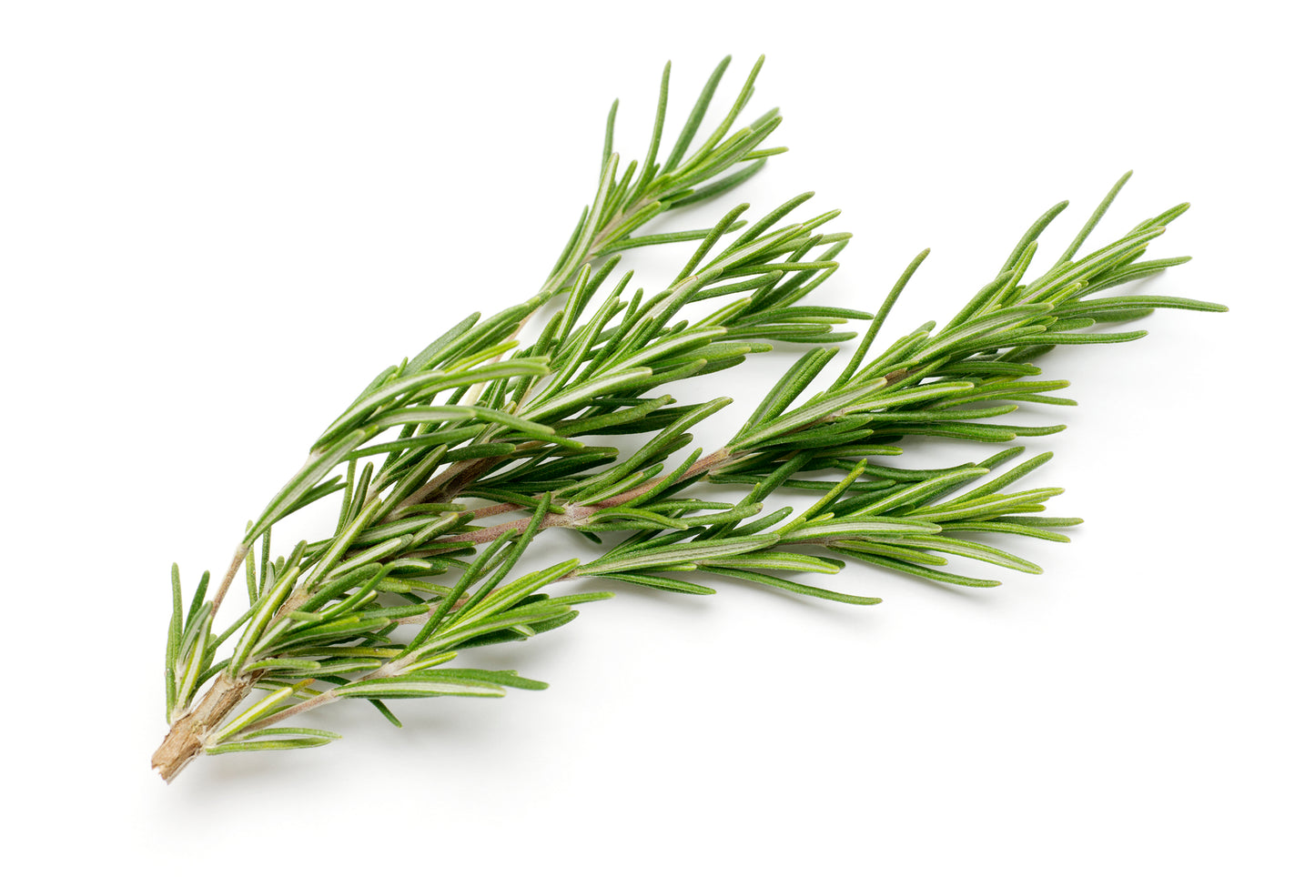 Rosemary leaves (1 oz)
