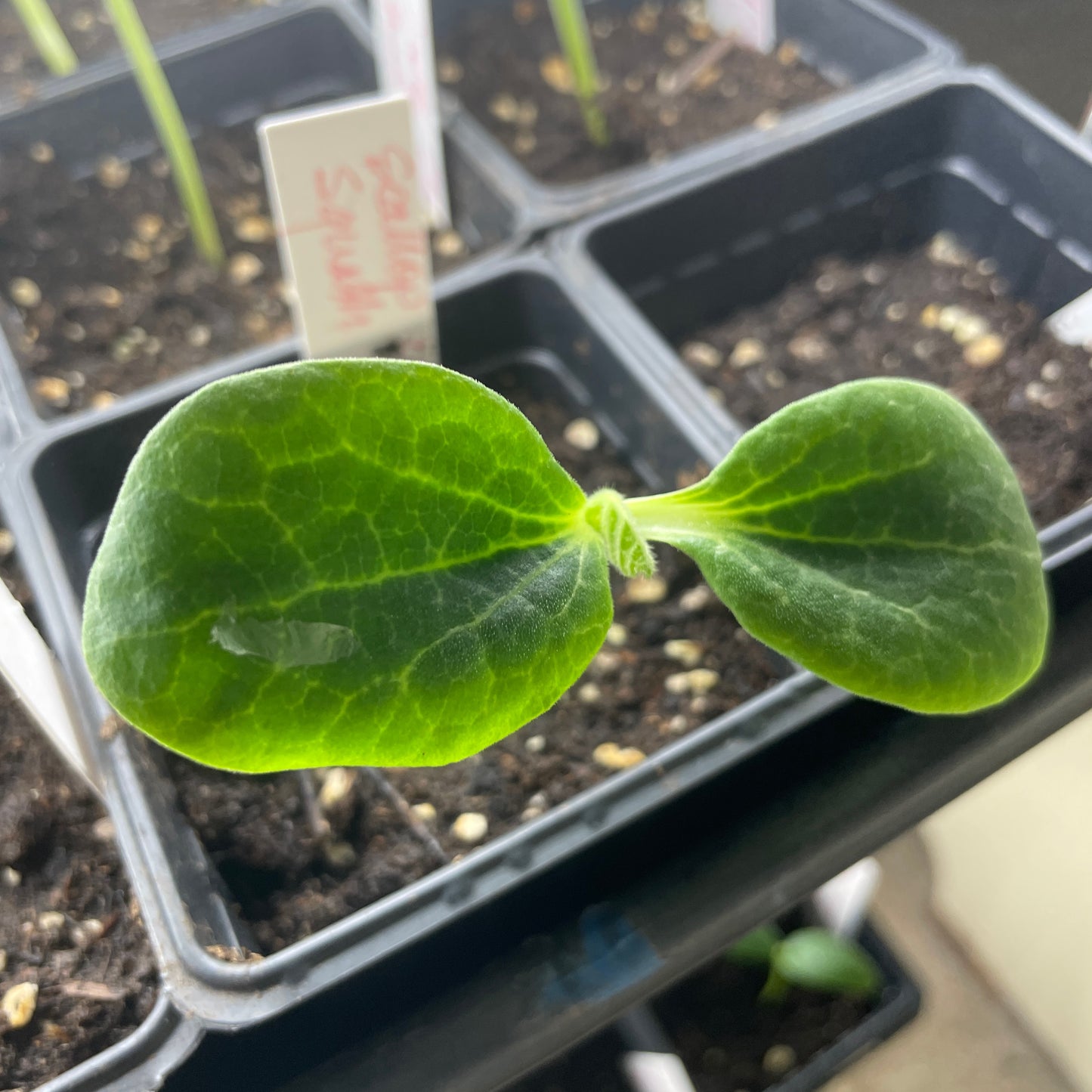 Organic Scallop Squash Seedling in a 3" soil container. Grown in Ogden Utah