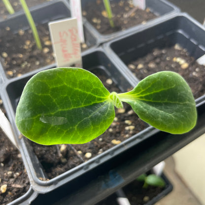Organic Scallop Squash Seedling in a 3" soil container. Grown in Ogden Utah