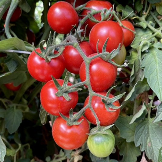 Tomato Seedlings