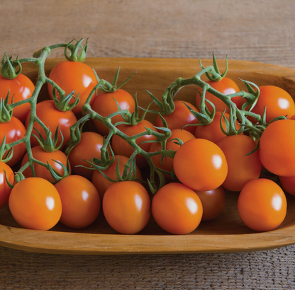 Tomato Seedlings