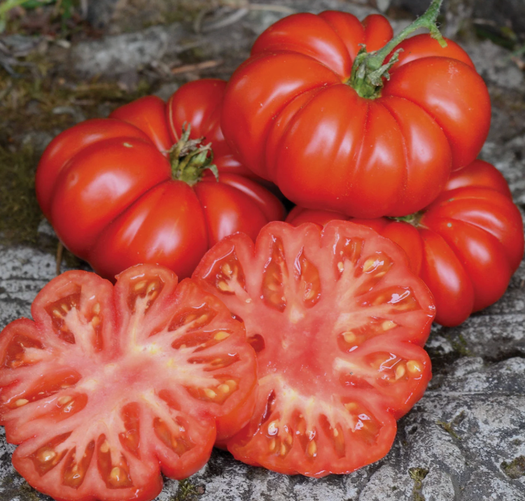 Tomato Seedlings
