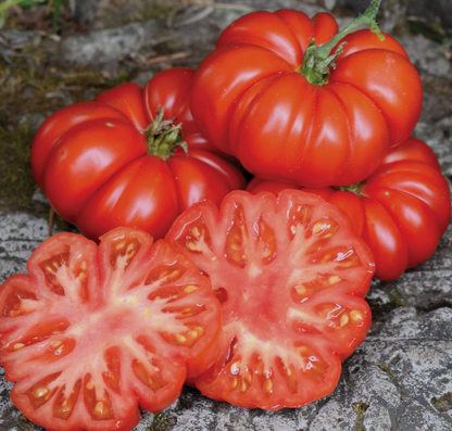 Tomato Seedlings