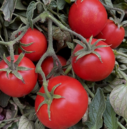 Tomato Seedlings