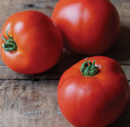 Tomato Seedlings