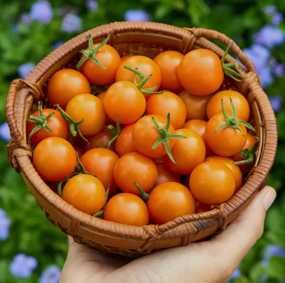 Tomato Seedlings