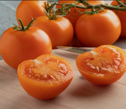 Tomato Seedlings