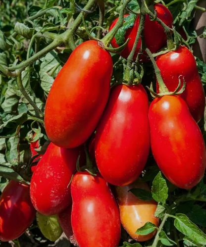 Tomato Seedlings
