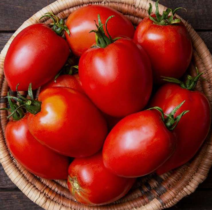 Tomato Seedlings