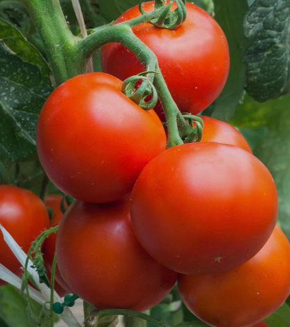 Tomato Seedlings