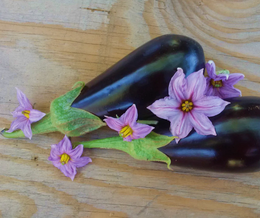 Eggplant Seedlings
