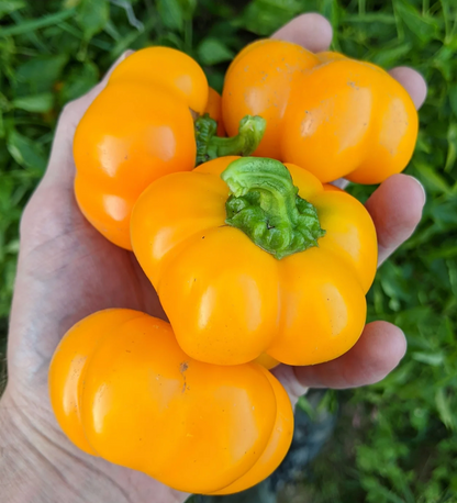 Pepper Seedlings