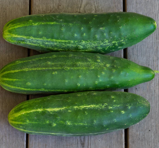 Cucumber Seedlings