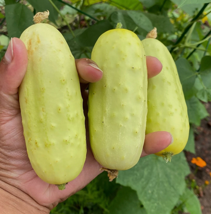 Cucumber Seedlings