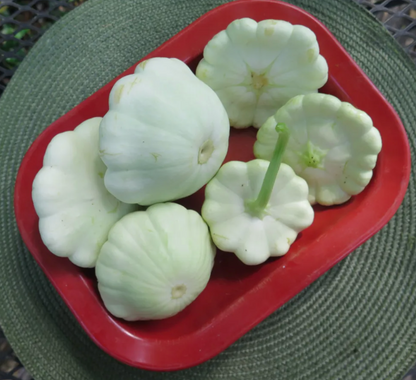 Squash Seedlings
