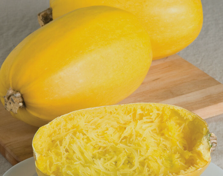 Squash Seedlings